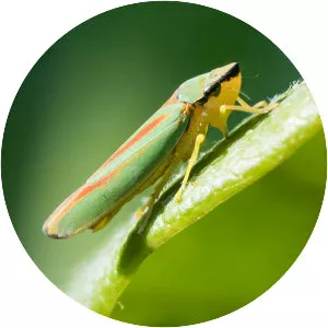 Leafhoppers