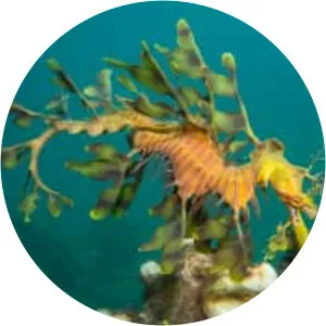 Leafy seadragon