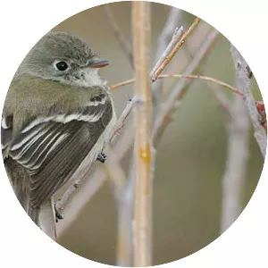 Least flycatcher