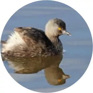 Least grebe