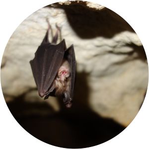 Least horseshoe bat
