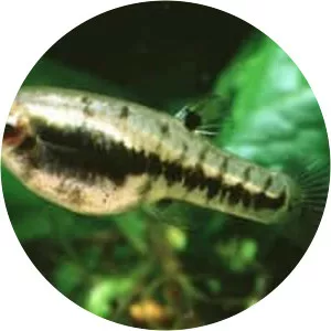 Least killifish