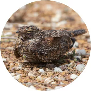 Least nighthawk - Bird