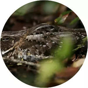 Least poorwill