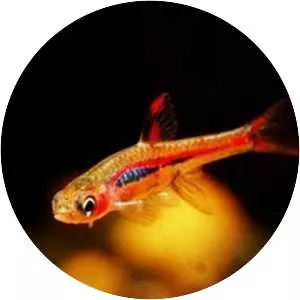 Least rasbora