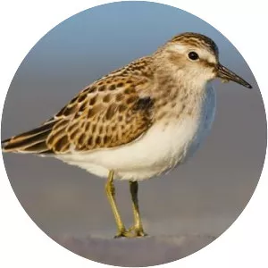 Least sandpiper