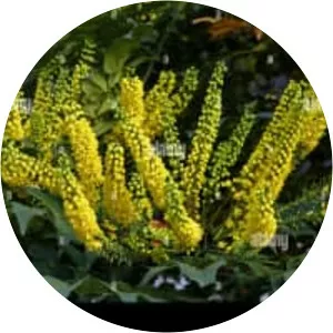 Leatherleaf mahonia
