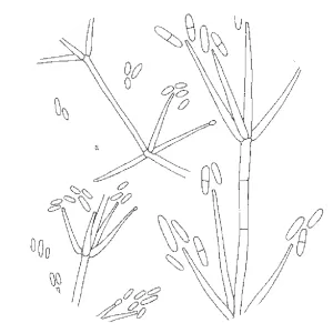 Lecanicillium