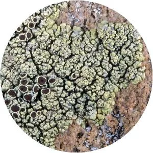 Lecanora