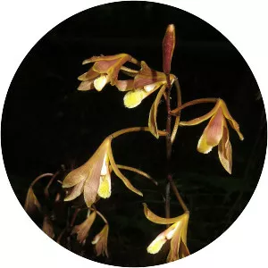 Lecanorchis japonica