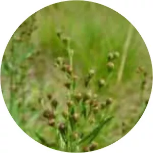 Lechea intermedia