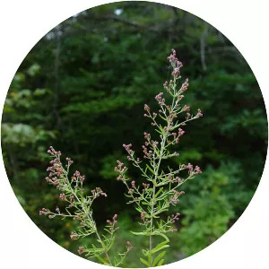 Lechea maritima