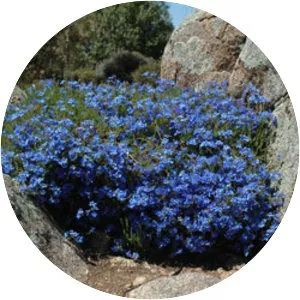 Lechenaultia biloba - 