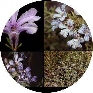 Lechenaultia floribunda - 