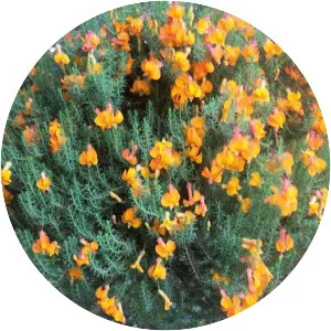 Lechenaultia formosa - 