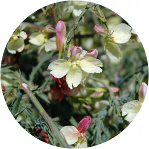 Lechenaultia linarioides - 