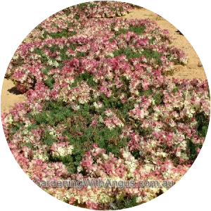 Lechenaultia macrantha - 