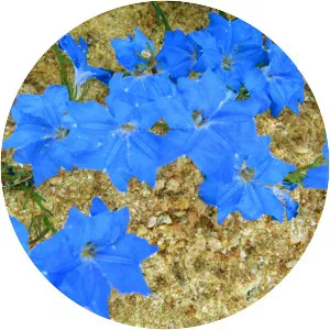 Lechenaultia - Plants