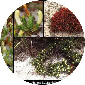 Lechenaultia tubiflora - 