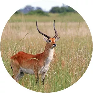 Lechwe