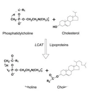 Lecithin–cholesterol acyltransferase - 