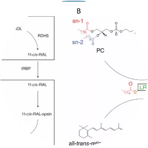 Lecithin retinol acyltransferase - 