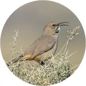 LeConte's thrasher