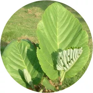 Leea macrophylla