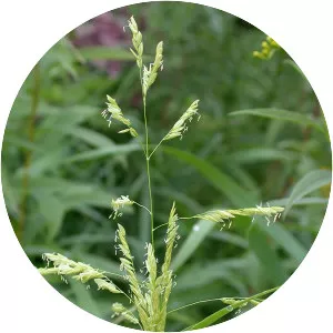 Leersia oryzoides - Plants