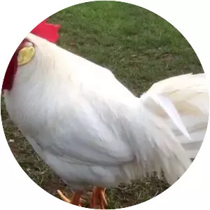 Leghorn chicken - Chicken breed
