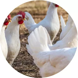 Leghorn - Chicken breed