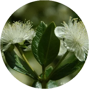 Legrandia concinna - 