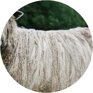 Leicester Longwool