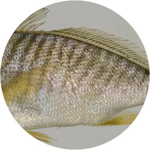 Leiostomus - 