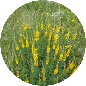 Lembotropis nigricans - 