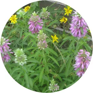 Lemon Beebalm