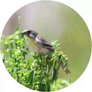 Lemon-breasted canary