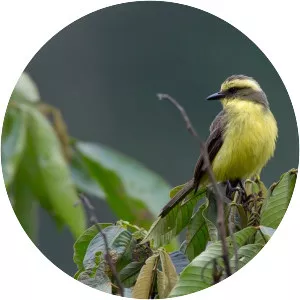 Lemon-browed flycatcher