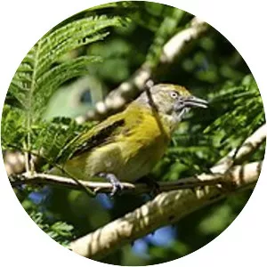 Lemon-chested greenlet - Bird