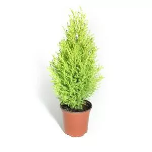Lemon cypress