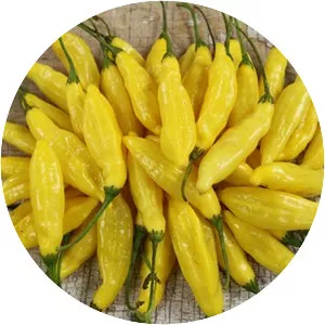 Lemon drop pepper - Plants