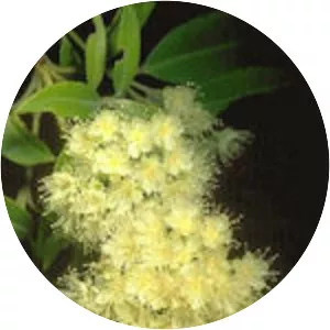 Lemon myrtle - Plants