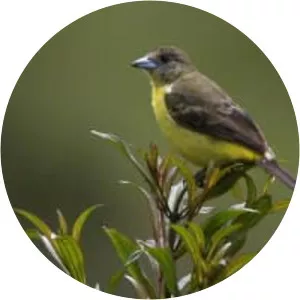 Lemon-rumped tanager