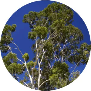 Lemon-scented gum