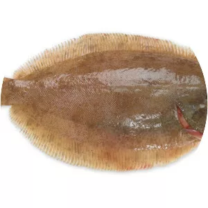 Lemon sole - Fish