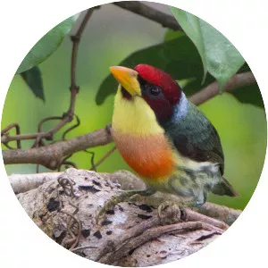 Lemon-throated barbet