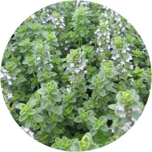 Lemon thyme - Plants