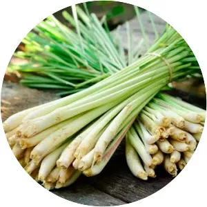 LemonGrass  - Musical group