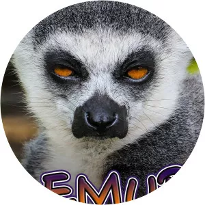 Lemur Street Television show