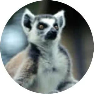 Lemuridae - Primate